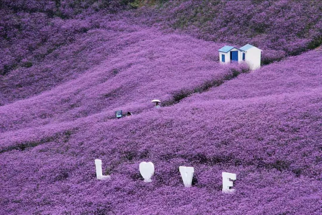 送票| 黔北花海7月14日开园,跟重姐探秘紫色花海