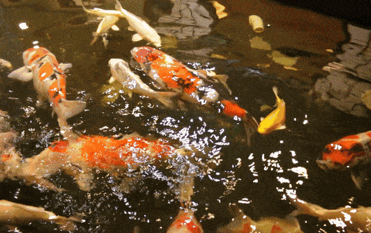 ֽ    538_338 gif ̬ͼ ͼ