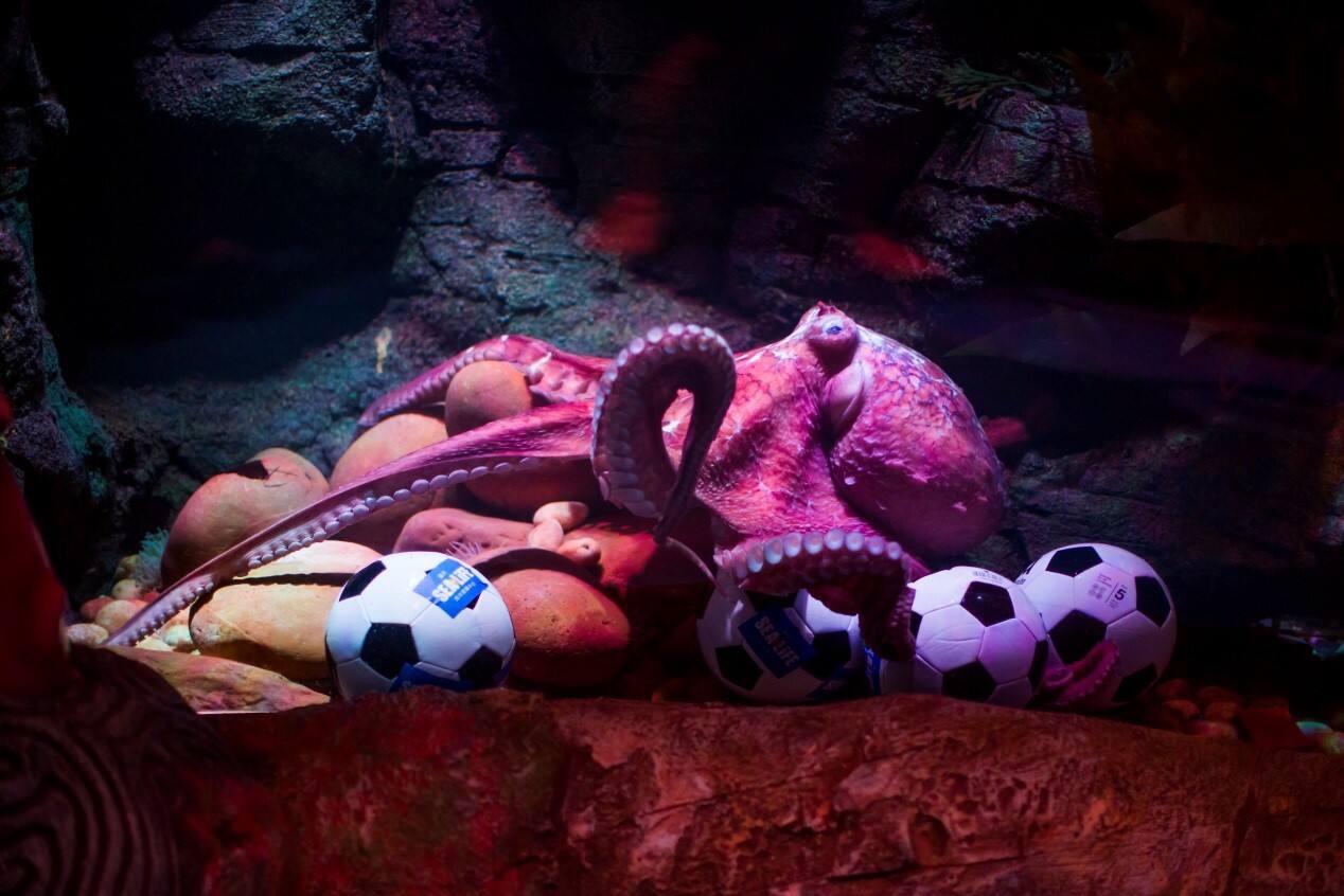 2018世界杯,重庆也有了章鱼保罗