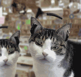 壁纸 动物 狗 狗狗 猫 猫咪 小猫 桌面 262_248 gif 动态图 动图